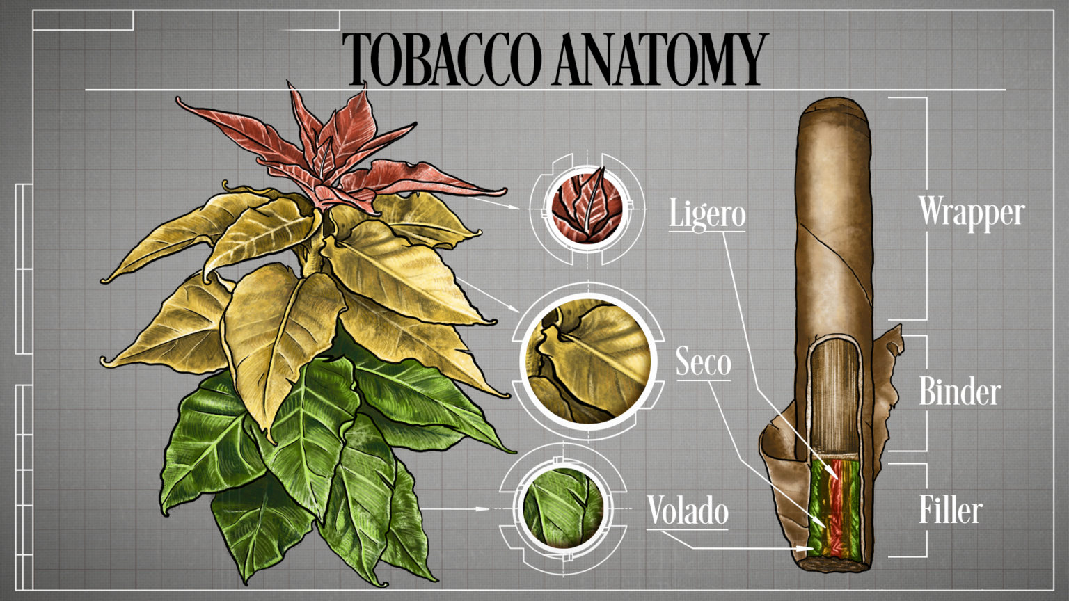 The Tobacco Plant Explained JR Blending Room